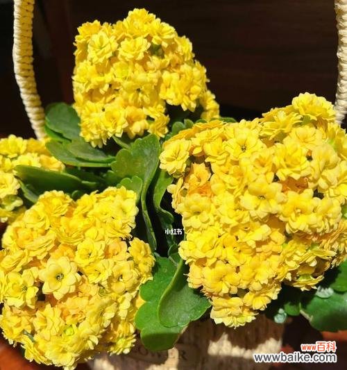 探究长寿花切花的生长环境和营养成分 长寿花切花的营养与品质