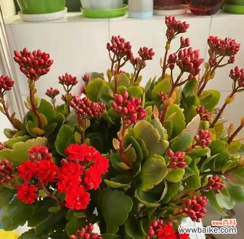 探究长寿花切花的生长环境和营养成分 长寿花切花的营养与品质