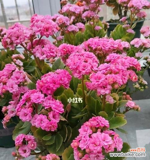 探究长寿花切花的生长环境和营养成分 长寿花切花的营养与品质