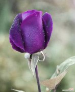 表达不一样的情感与祝福，紫色玫瑰花有何寓意？ 紫色玫瑰花