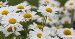 雏菊花语的含义和文化背景 解读青春与爱情的花语