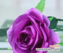探寻紫色玫瑰背后的深刻意义 紫色玫瑰的花语与象征