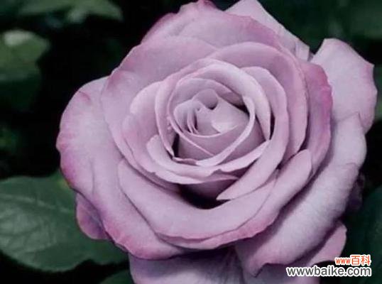探寻紫色玫瑰背后的深刻意义 紫色玫瑰的花语与象征