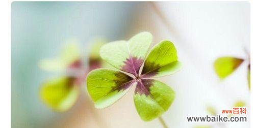 探秘四叶草背后的神话传说和象征意义 四叶草的寓意与花语