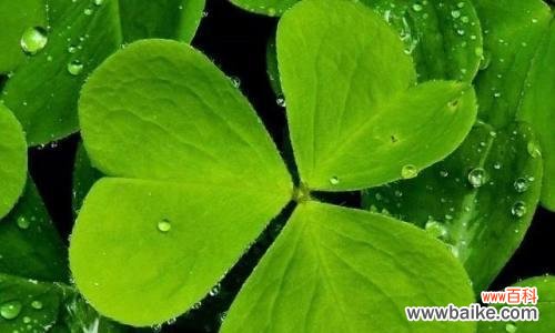 探秘四叶草背后的神话传说和象征意义 四叶草的寓意与花语