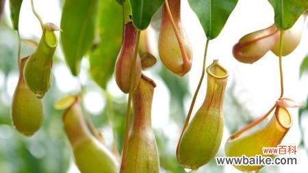 猪笼草，草原的捕食者 猪笼草花语的象征意义