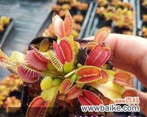 猪笼草，草原的捕食者 猪笼草花语的象征意义