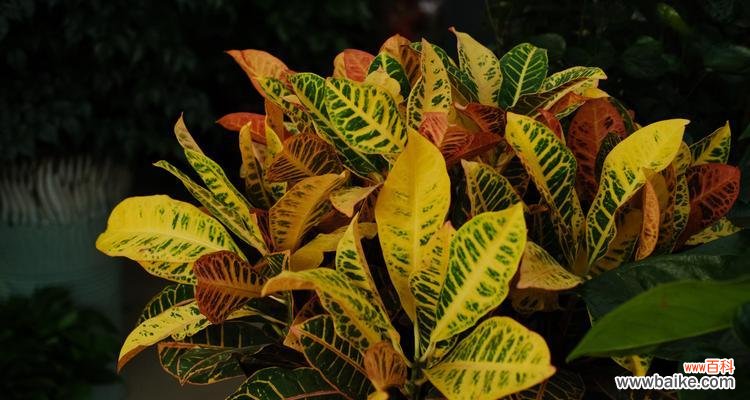 了解变叶木在风水学中的重要性 变叶木的风水寓意与摆放位置