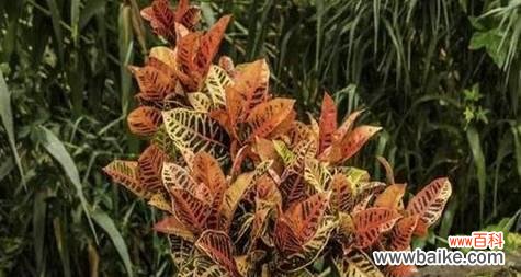 探索开花的秘密及其象征意义 变叶木的开花奇迹