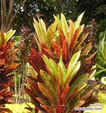 探索开花的秘密及其象征意义 变叶木的开花奇迹