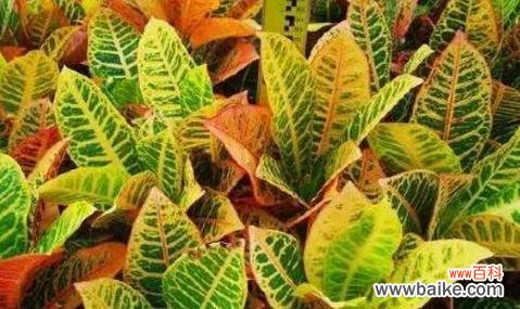 探索开花的秘密及其象征意义 变叶木的开花奇迹