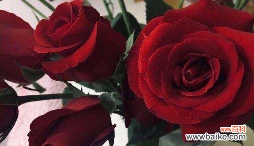 以花语诠释的爱情之美 花开爱恋