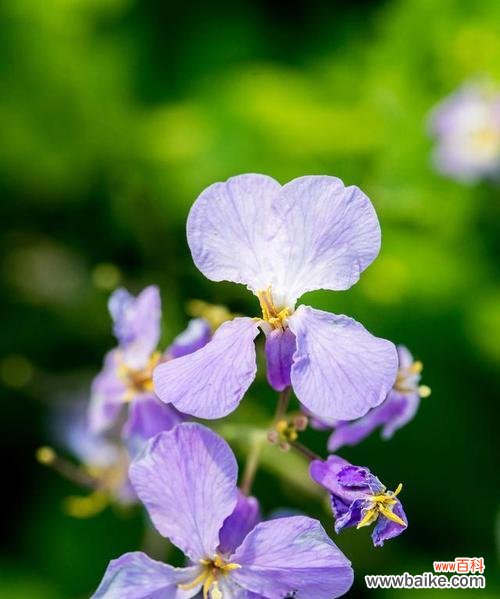 以花语诠释的爱情之美 花开爱恋