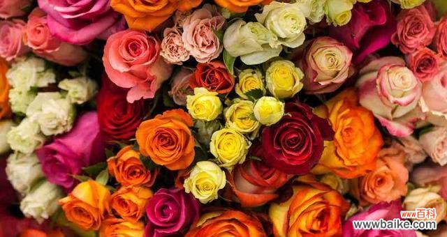 从花语角度解读暧昧关系的细腻之处 花语之谜