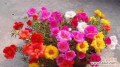 以花朵为媒介 花语中的安慰与温暖