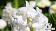 揭秘花语中的暗恋真谛 花语中的暗恋