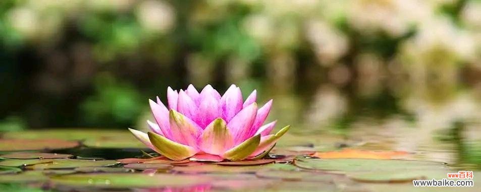 借花言欲悔 忏悔的花语