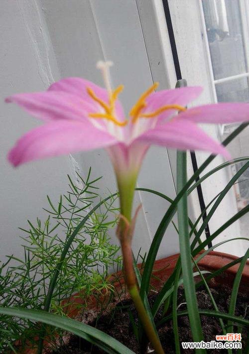 借花言欲悔 忏悔的花语