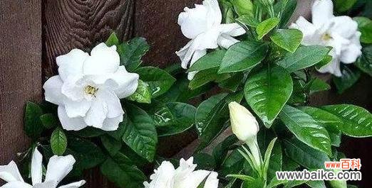 借花言欲悔 忏悔的花语