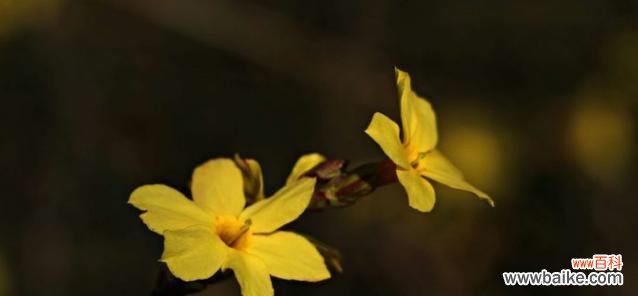 迎春花花语是什么？它代表了哪些意义？