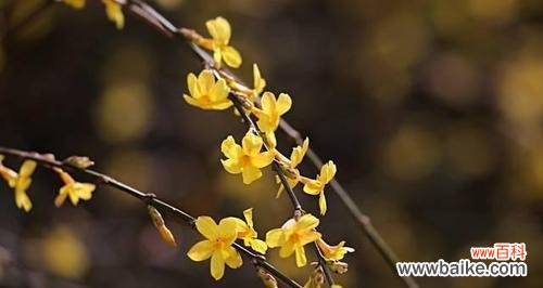 迎春花花语是什么？它代表了哪些意义？