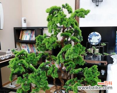 迎客松象征意义是什么?它在文化中扮演什么角色?