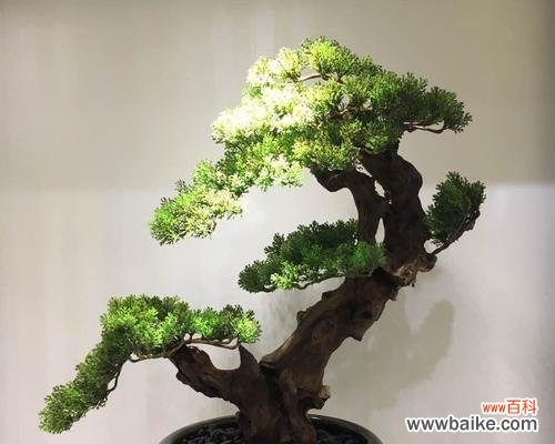 迎客松象征意义是什么?它在文化中扮演什么角色?