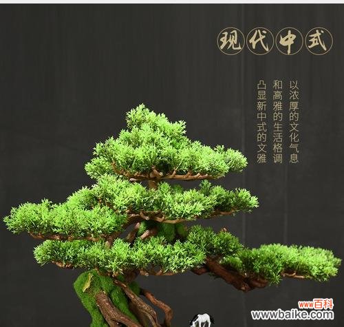 迎客松象征意义是什么?它在文化中扮演什么角色?