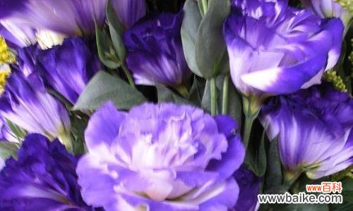 什么花的花语代表爱?如何用花表达爱意?