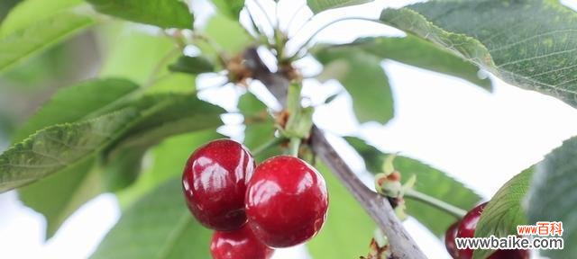 樱桃象征着什么意义?樱桃的象征意义有哪些?
