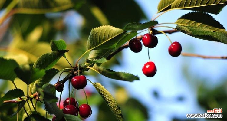 樱桃象征着什么意义?樱桃的象征意义有哪些?
