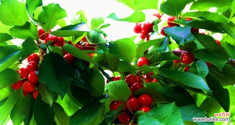 樱桃象征着什么意义?樱桃的象征意义有哪些?