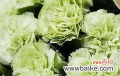 什么花的花语代表你？如何找到代表你的花语？