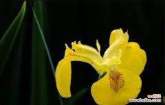 什么花代表自信？揭秘自信花语的花卉有哪些？