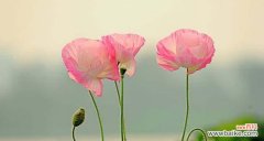 虞美人的花语含义是什么？