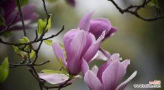 玉兰花的花语是什么？它象征着哪些寓意？