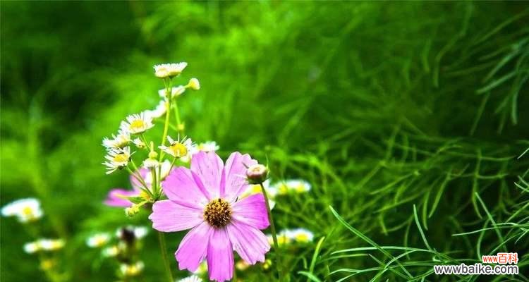 什么花代表重逢?揭秘具有重逢花语的花卉有哪些?