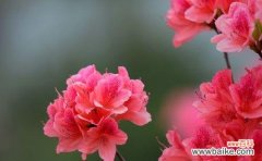 什么花代表重逢？揭秘具有重逢花语的花卉有哪些？