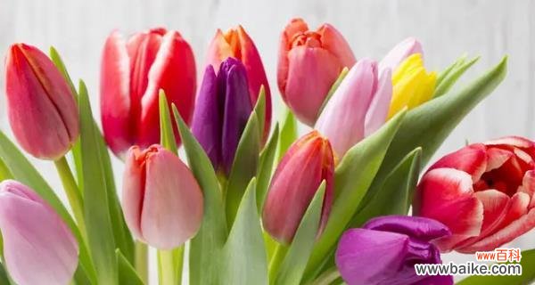 什么花代表重逢?揭秘具有重逢花语的花卉有哪些?