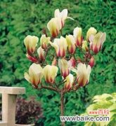 玉兰花一年开几次？花的寓意与预兆是什么？