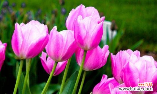 郁金香的花语是什么？郁金香寓意着什么？