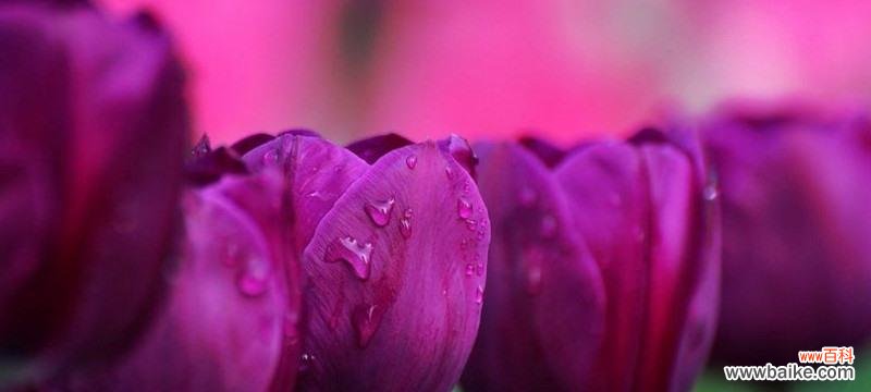 郁金香的花语是什么？郁金香寓意着什么？