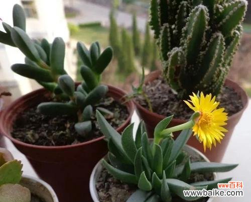 寓意爱情的植物有哪些？如何挑选表达爱意的植物？