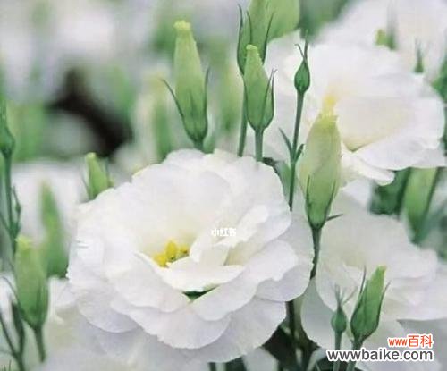 探究花语意义及文化内涵 白色洋桔梗花的花语