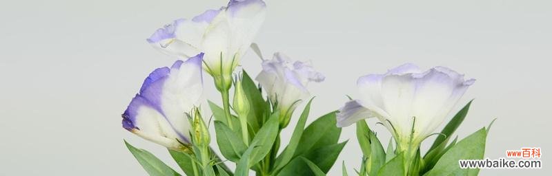 探究花语意义及文化内涵 白色洋桔梗花的花语