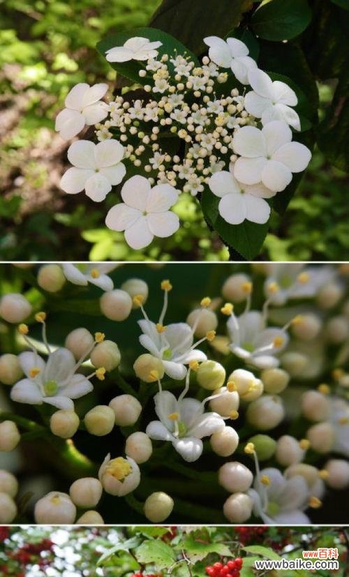 探究琼花花语的内涵 琼花花语的含义