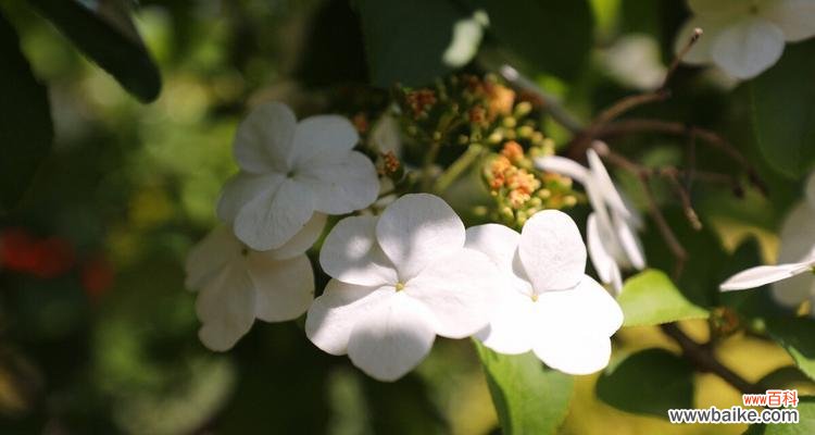 探究琼花花语的内涵 琼花花语的含义
