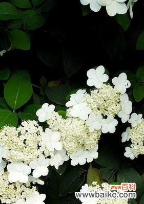 探究琼花花语的内涵 琼花花语的含义