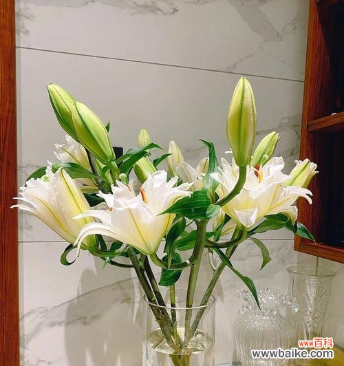 掌握这些技巧，让你的鲜切花更加美丽耐久 鲜切花的种类与养护