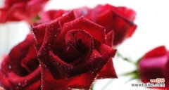 探索玫瑰花的情感表达与文化价值 玫瑰花的花语及含义